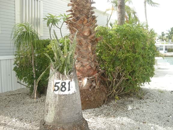 RV581