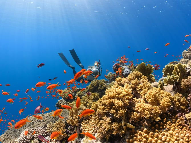 Scuba diver over a vibrant coral reef