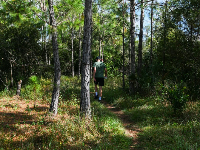 Hiker on a South Florida pine forest trail