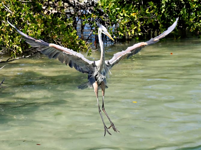 Great blue heron landing in mangroves