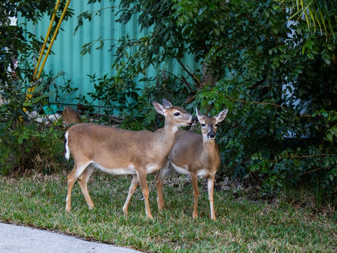 Two Key deer grazing on Big Pine Key