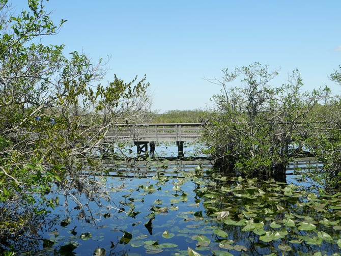 Boardwalk over a Florida wetland pond